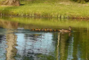 Jõeveere talu ilus loodus, tule pildistama