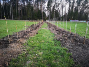 marjakasvatus